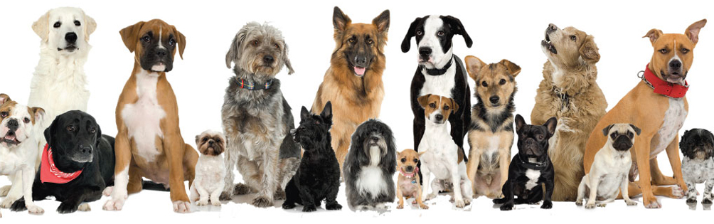 Forrás: https://www.theodysseyonline.com/if-the-zodiac-signs-were-dogs